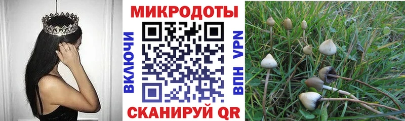 Галлюциногенные грибы Psilocybe Шелехов